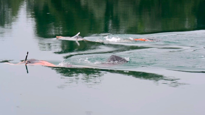 nage en eau libre - lac d'Aressy